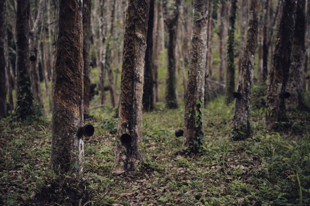 Plantation of Rubber Trees