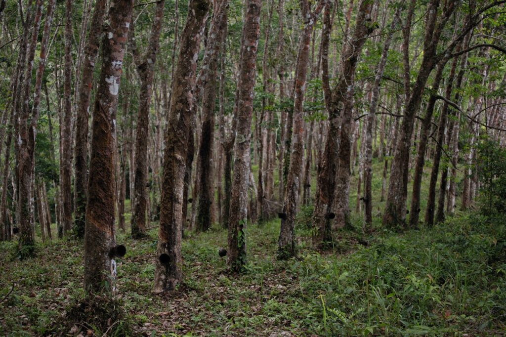 Rubber Trees in the Forest